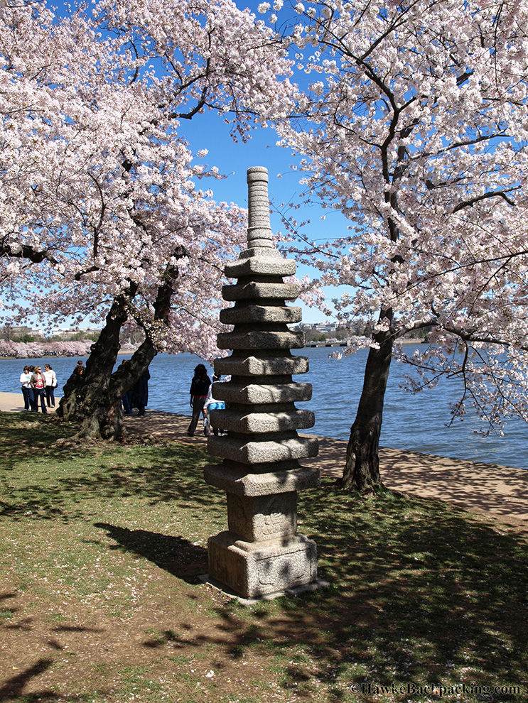 japanese cherry tree blossoms_16. National Cherry Blossom