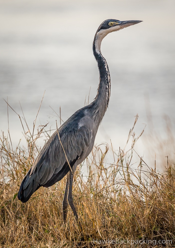 Serengeti Birds HawkeBackpacking