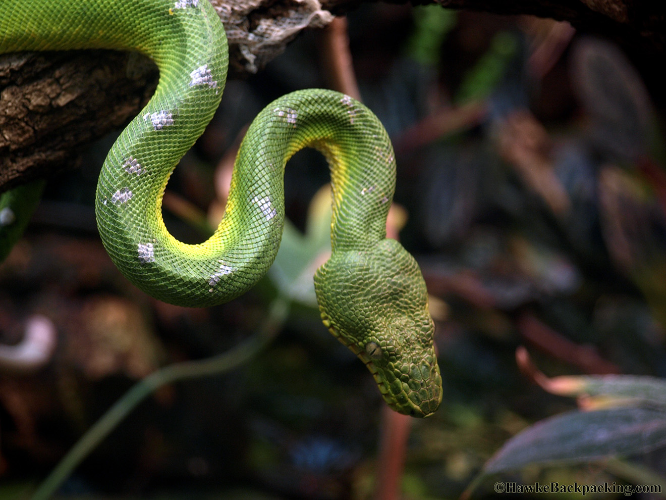Smithsonian National Zoo